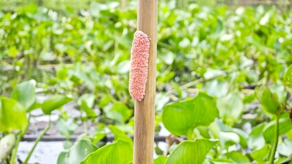 Pink snail eggs of Golden Apple Snail. 