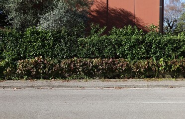 Low fence covered with creeper plant with hedge on top. Trees and red building on behind, tiled sidewalk and street in front. Background for copy space.