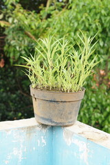 various plants in pots include water spinach, green lettuce, red lettuce, and aquatic plants
