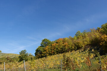 紅葉と葡萄畑