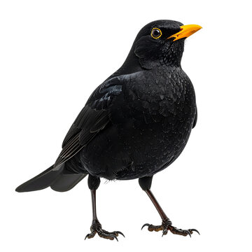 Amsel, transparenter Hintergrund, png