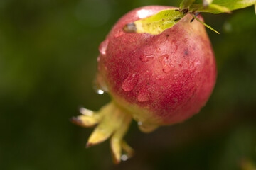 fresh pomegranate on the tree with very magnified water drops