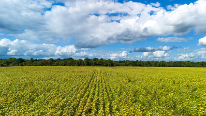 Aerial view of sunflower field under blue sky with white clouds — bright yellow flowers symbolizing summer, growth, and agricultural beauty in Ukraine