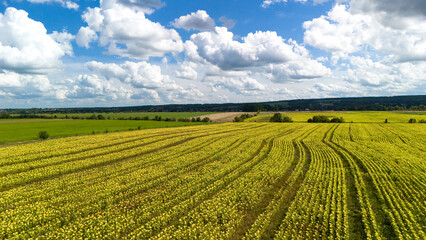 Aerial view of a vast sunflower field with curved planting lines under a bright blue sky filled...