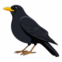 Fototapeta premium Amsel