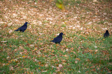 Three rooks are walking in an autumn park. Against a background of grass and yellow leaves.