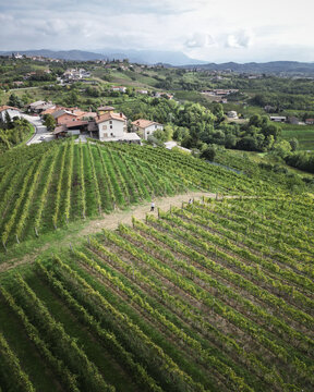 Aerial view of vibrant green vineyards cascade across the rolling hills, dotted with quaint houses, against a backdrop of distant mountains, Slovenia.