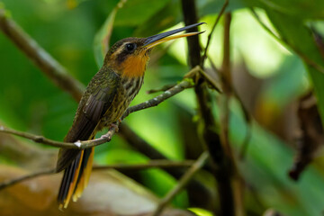 Saw-billed hermit (Ramphodon naevius)
