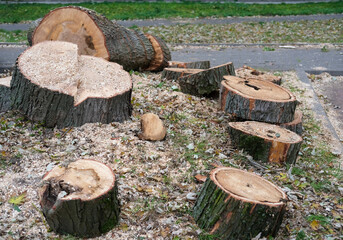 Freshly cut tree trunks and large wood sections lying on the ground surrounded by sawdust and fallen leaves in an outdoor area.