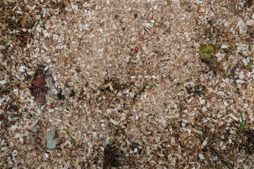 Sawdust covering the ground with scattered leaves and small wood chips after tree cutting.