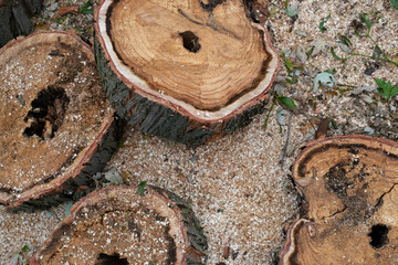 Two large freshly cut tree stumps showing clean saw marks and wood grain surrounded by sawdust.