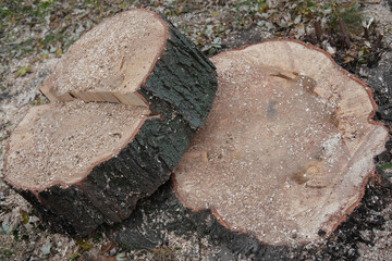 Large cut tree sections lying on the ground among leaves and sawdust, showing hollow and decayed centers.
