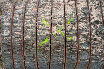 Close-up of a tree trunk with parallel chainsaw cuts and traces of green moss and sawdust on rough bark.