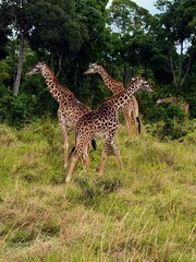 Fototapeta premium giraffe in the savannah