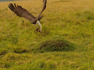 Eagle with Mangoos Prey
