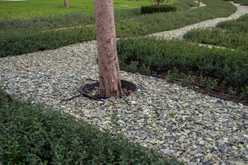 Tree in gravel bed with drip irrigation system surrounded by trimmed hedges in city garden. Real photo.