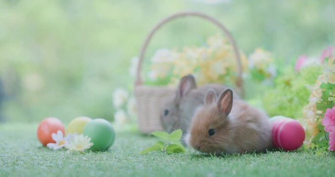 Bunny easter fluffy rabbit eating food, vegetables, carrots, baby corn on green garden nature flowers background on sunny day, Lovely mammal with bright eyes in nature life. Symbol of easter day.
