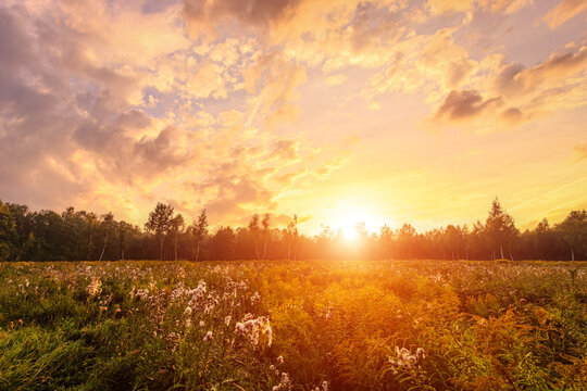 Golden sunset or sunrise over a field of wild grasses and flowers in summer. Rural landscape at dusk with forest and sky. Fog over the trees in the distance.