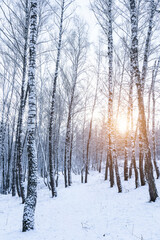Birch grove after a snowfall on a winter cloudy day. Birch branches covered with snow.