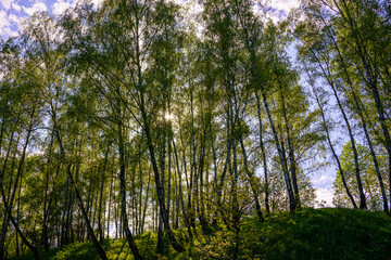 Sunlight filtering through the tall birch trees in a lush green forest, creating a serene and captivating natural landscape for nature enthusiasts.