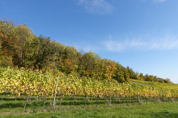 青空と紅葉と葡萄畑