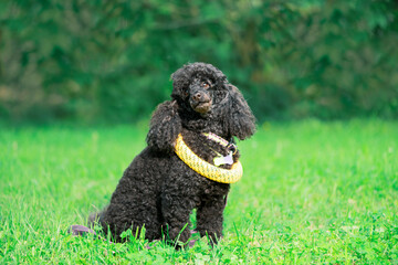 Funny black Poodle with with yellow puller toy around its neck sitting on grass