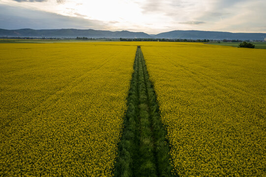 Aerial view of a vibrant yellow field bisected by a green path leading towards distant mountains under a cloudy sky, Mannheim, Baden-Wurttemberg, Germany.