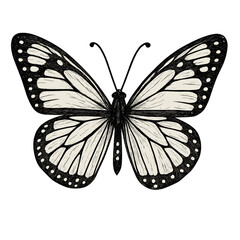 Detailed monochrome butterfly sketch with intricate wing venation isolated on white background