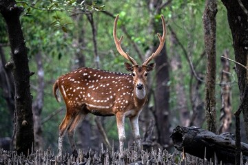Graceful Chital (Spotted Deer or Axis Deer) in the wild, dense mangrove forest of the Sundarbans. Iconic deer species native to the Indian subcontinent.