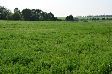 Obraz premium Vast Green Field Under a Clear Summer Sky