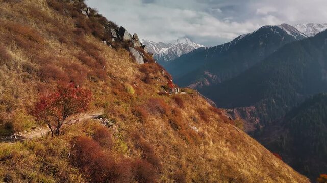 Aerial view panorama of yellow autumn forest in Almaty