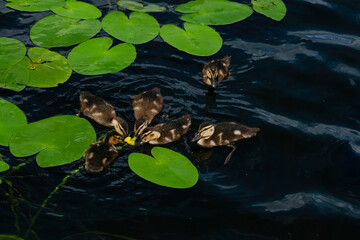 Group of ducklings swimming in a serene pond surrounded by large green lily pads, showcasing their playful nature and interaction with the water environment