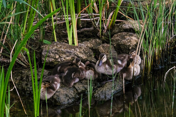 Group of ducklings resting on rocks by a serene pond, surrounded by lush green grass and reeds, showcasing the beauty of nature and wildlife in a tranquil setting