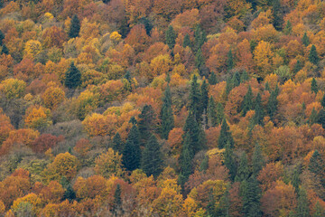 Beautiful autumn foliage in Carpathian mountains forest landscape