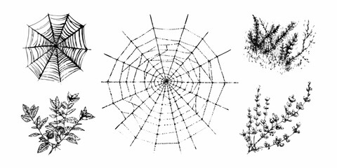 Collection of hand drawn black ink spiderwebs and botanical elements on white background