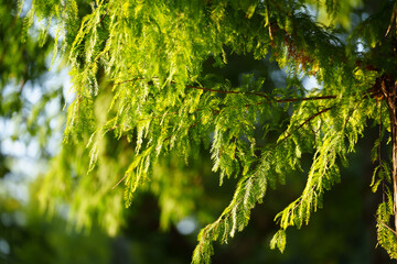 Green pine needles hang down from a tree branch illuminated by soft sunlight.