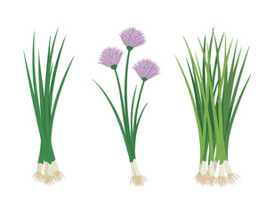 Three bunches of chives are displayed one with purple blooms