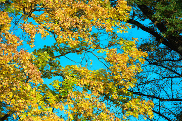Autumn Canopy Of Yellow Leaves Against A Bright Blue Sky