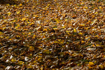 Autumn Leaves Blanketing the Ground in Warm Browns and Golds on a Forest Path