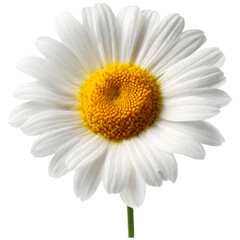 Beautiful white daisy or chamomile flower isolated with yellow center and green stem