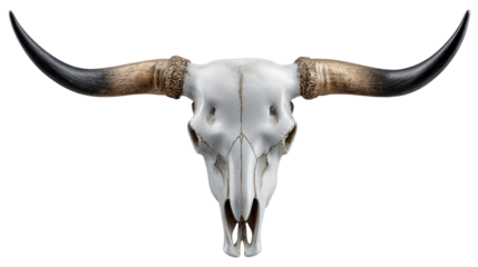 Elegant Bull Skull: The imposing and timeless beauty of a bull skull, featuring a pristine white canvas and grand, curving horns, embodies strength and natural artistry.
