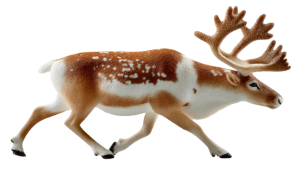 Caribou in Motion: A caribou in mid-stride, showcasing its majestic antlers and unique coat markings, appears against a clean backdrop, capturing its grace and vitality.