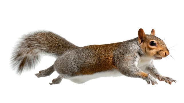Agile Squirrel in Motion: Witness the dynamic grace of a gray squirrel in mid-leap, its form a testament to agility. Captured in stunning detail, its form reveals nature's beauty and elegance. - Powered by Adobe