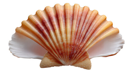 Fototapeta premium Shell's Delicate Embrace: This image presents a captivating view of an elegant, open seashell, showcasing its delicate, textured patterns and vibrant hues.