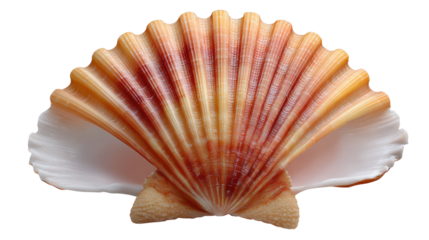 Shell's Delicate Embrace: This image presents a captivating view of an elegant, open seashell, showcasing its delicate, textured patterns and vibrant hues.