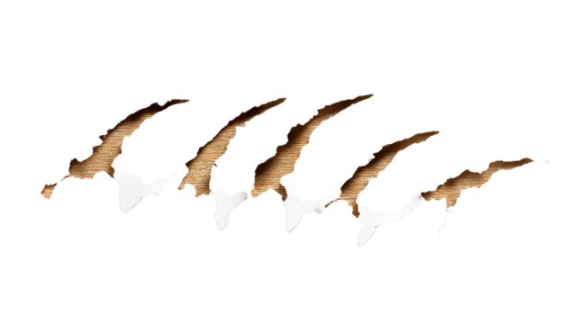 Torn Paper Effect: A row of textured rips in paper, evoking the concept of damage, destruction and raw distress.