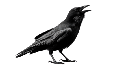 Raven's Call: A striking raven stands in stark silhouette, its beak wide open in a resounding call, creating an image of enigmatic beauty.