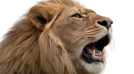 Majestic Lion's Roar: An intense moment frozen in time, capturing the raw power and untamed spirit of the majestic lion as it unleashes a powerful roar, teeth bared in a display of dominance.