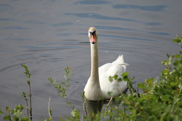 Schwan am Flussufer