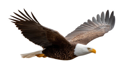 Obraz premium Soaring Majesty: An American Bald Eagle takes flight against a crisp, open sky, showcasing the eagle's magnificent wingspan and focused gaze. This image embodies freedom, strength.
